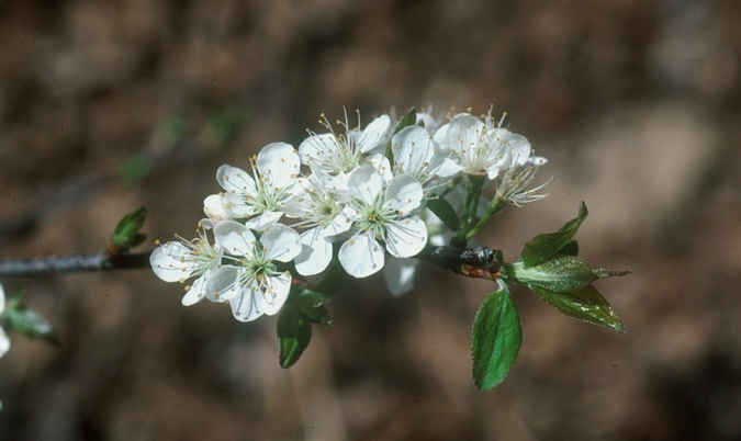 {Prunus alleghaniensis}